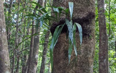 Microsorum punctatum