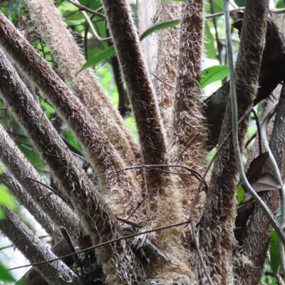 IMG_2164 (Sphaeropteris celebica)