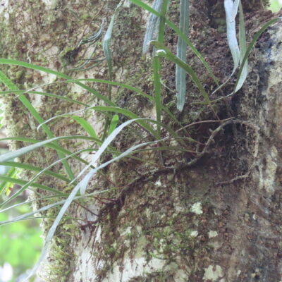 IMG_2201 (Dictymia brownii)