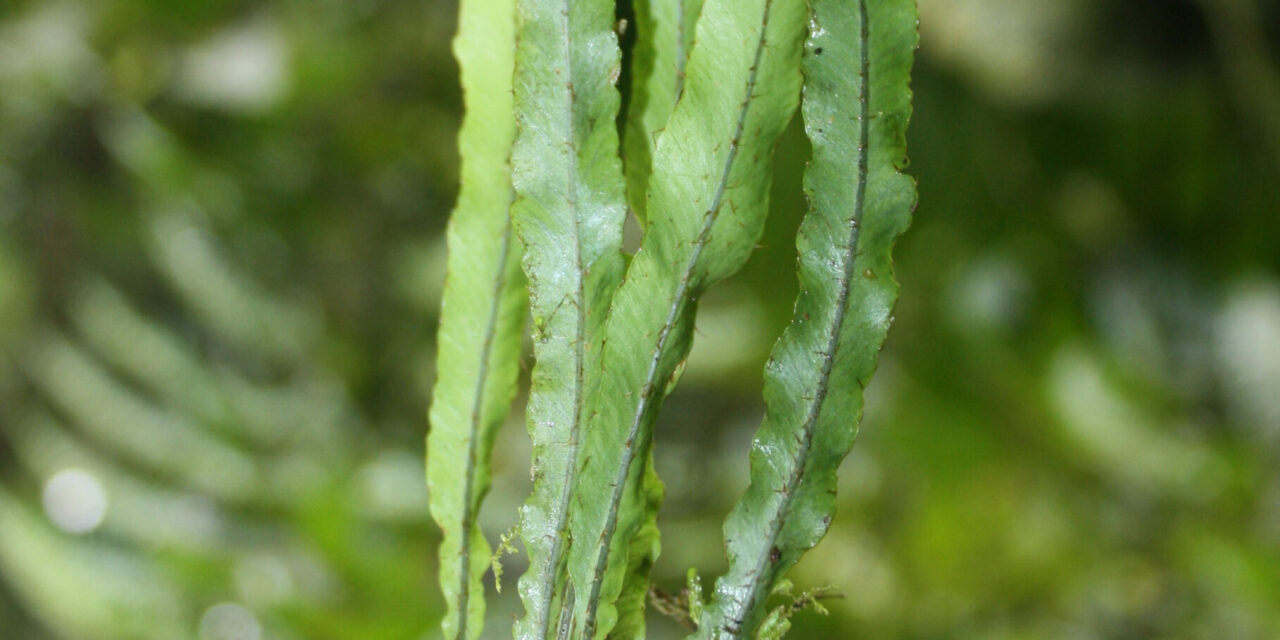 Elaphoglossum pygmaeum