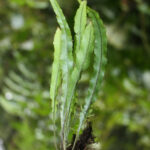 Elaphoglossum pygmaeum