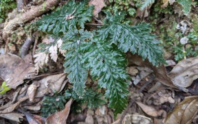 Abrodictyum obscurum