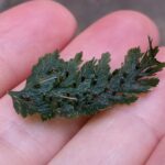 PXL_20201014_225707095 (Abrodictyum obscurum)