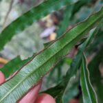 PXL_20201015_010544603 (Pteris umbrosa)