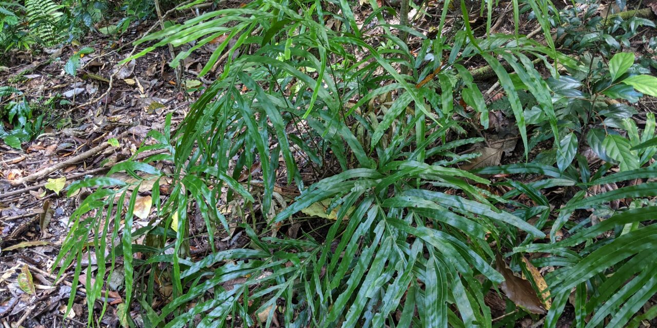 Pteris umbrosa