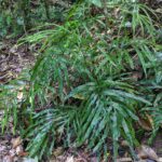 Pteris umbrosa