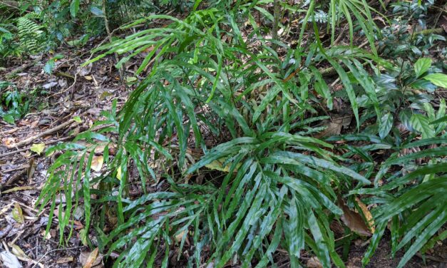 Pteris umbrosa