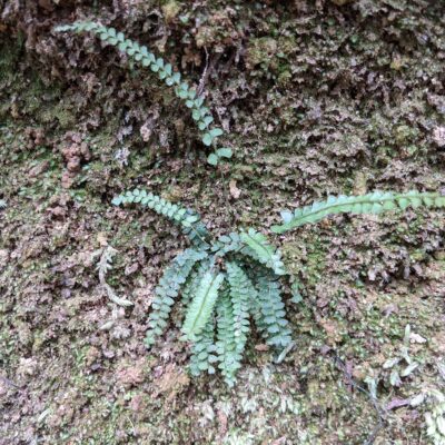 PXL_20201015_012431772 (Lindsaea brachypoda)