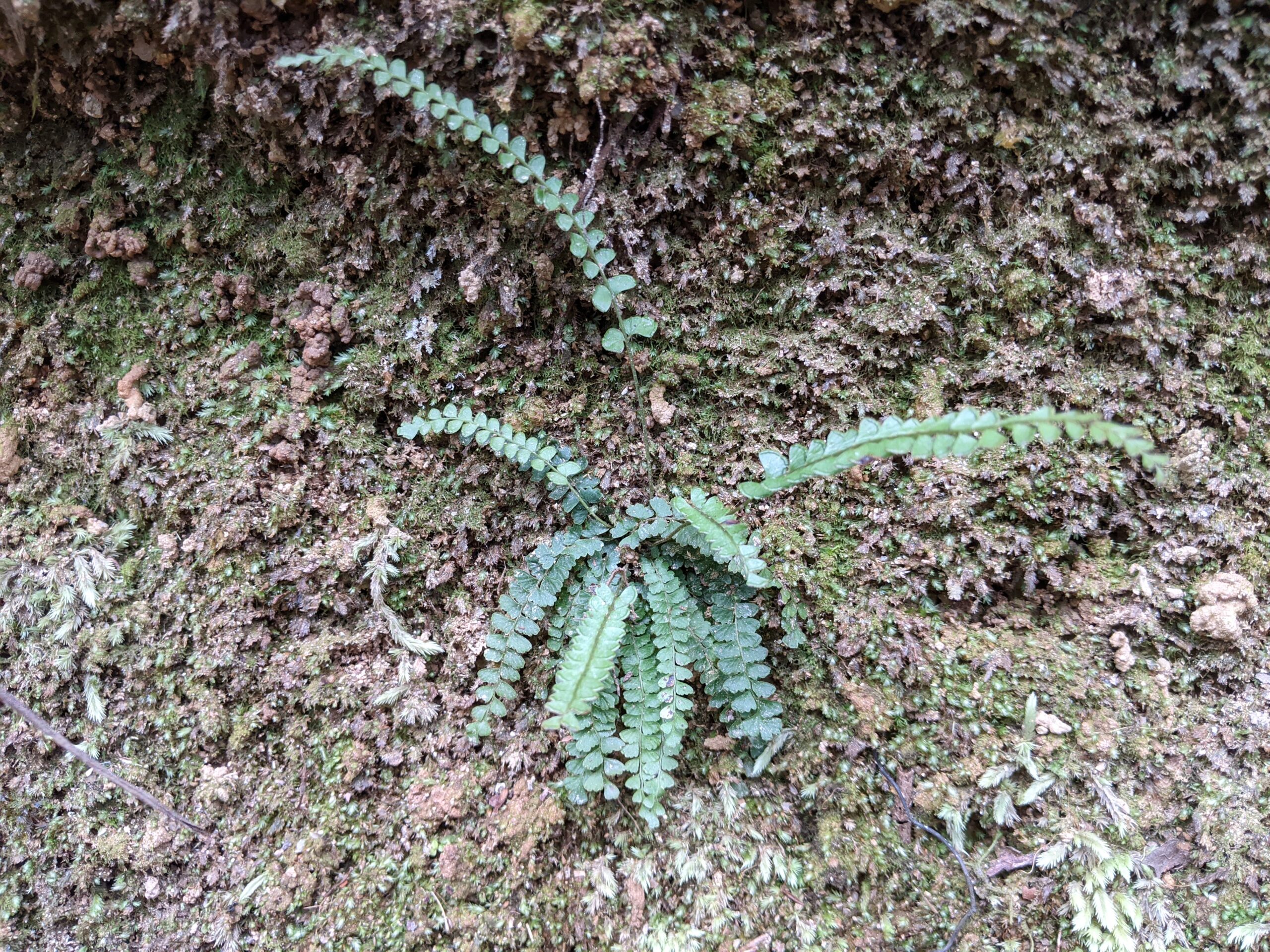 Lindsaea brachypoda