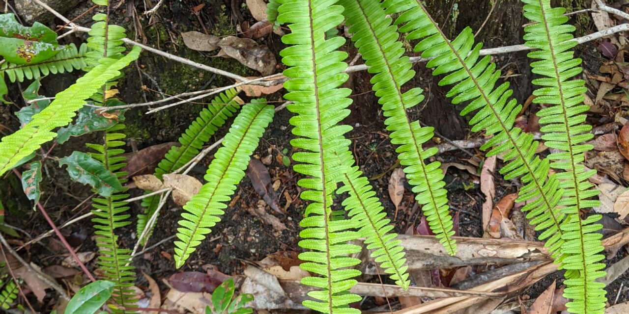 Nephrolepis cordifolia