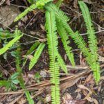 Nephrolepis cordifolia