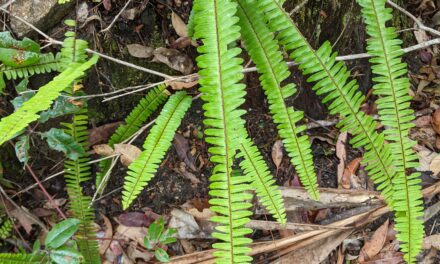 Nephrolepis cordifolia