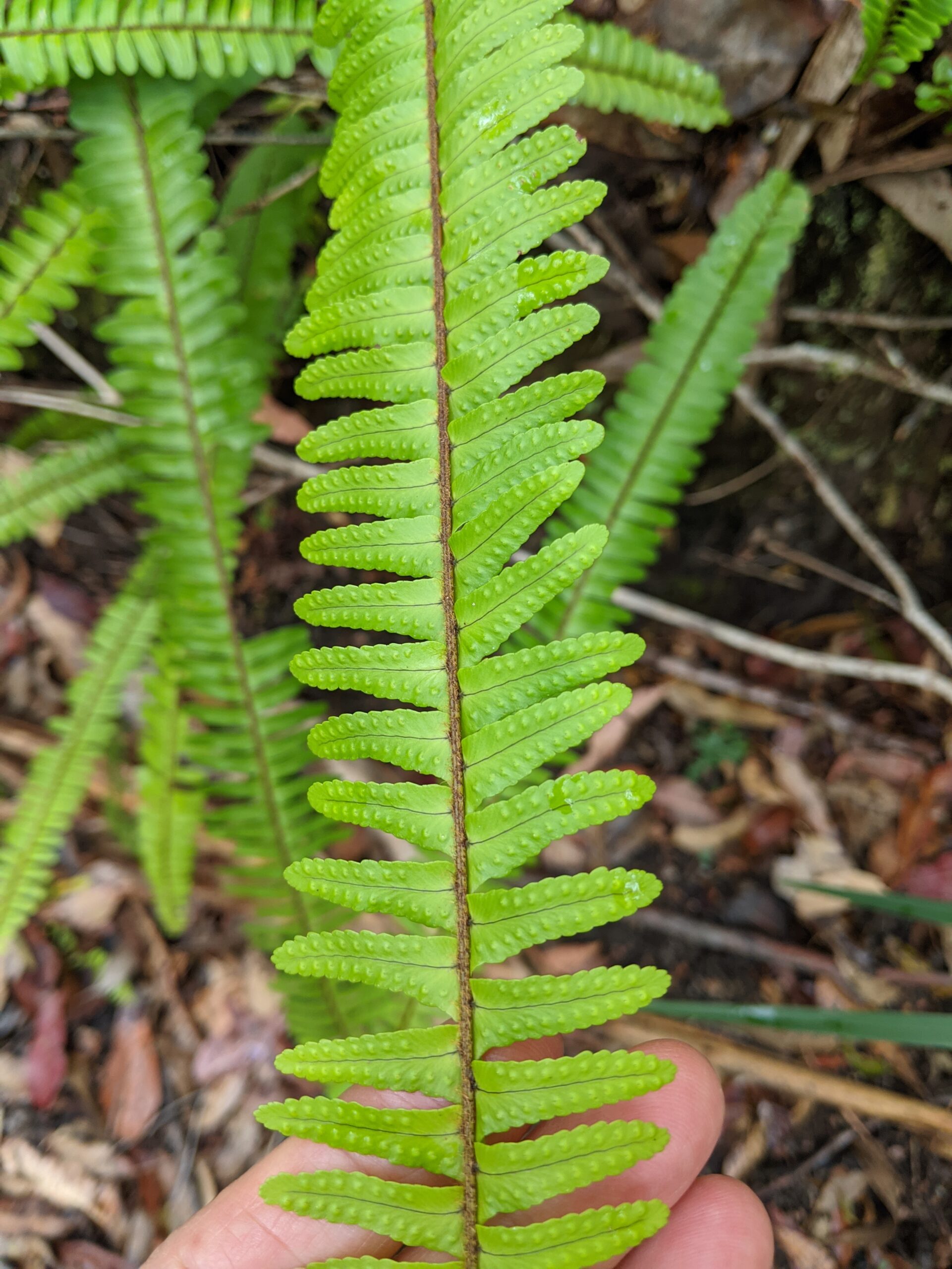 nephrolepis