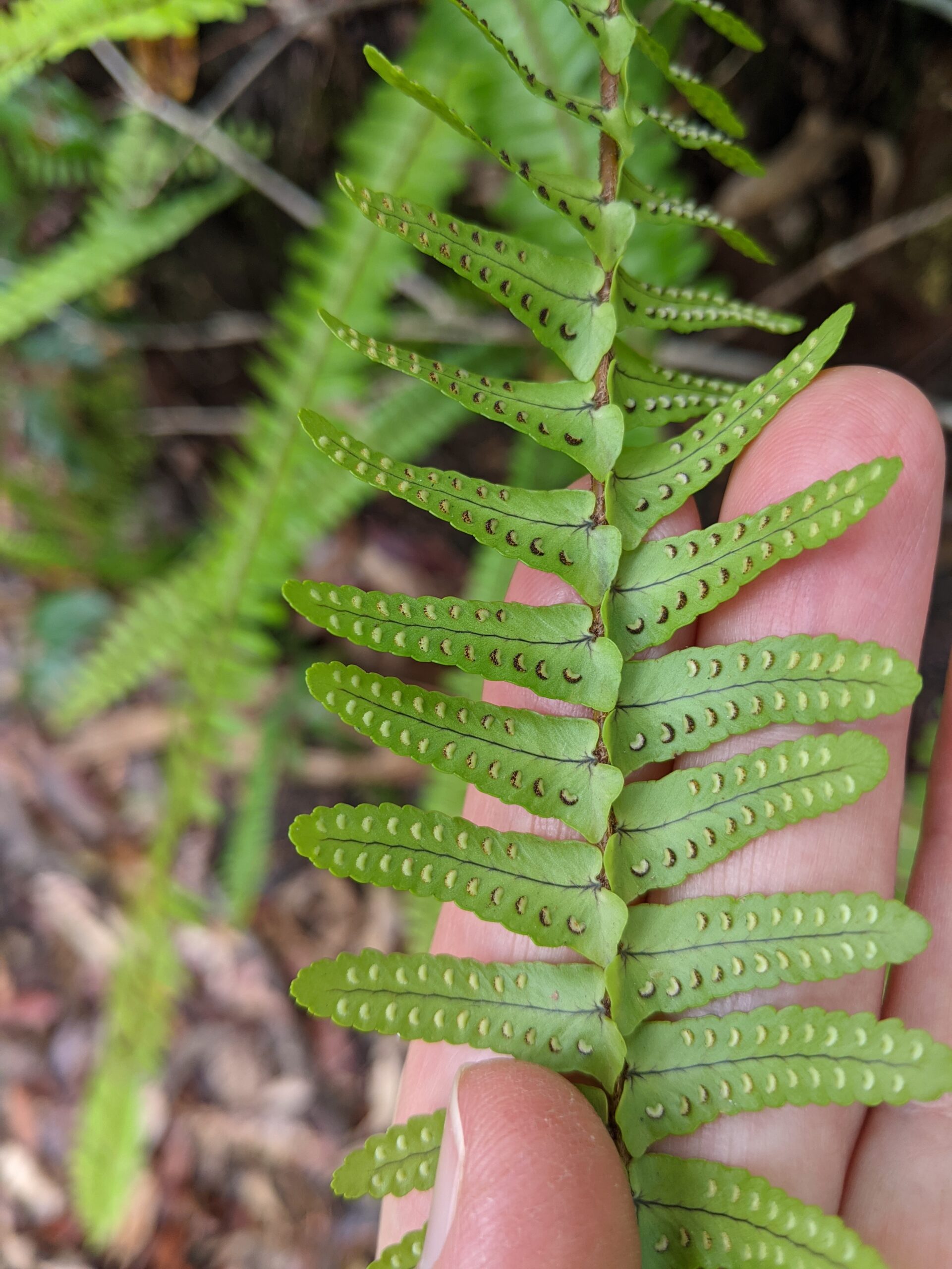 nephrolepis