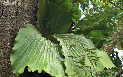 Platycerium elephantotis