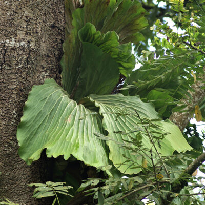 SONY DSC (Platycerium elephantotis)