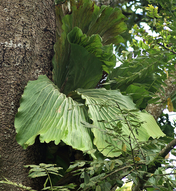 Platycerium elephantotis