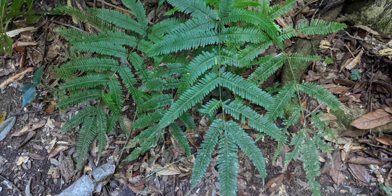 Pteris pacifica