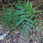 Pteris pacifica