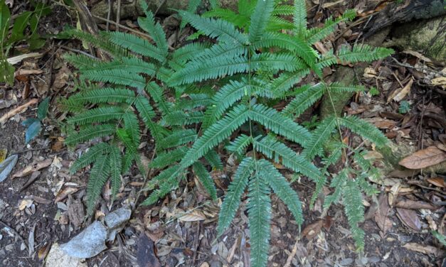 Pteris pacifica