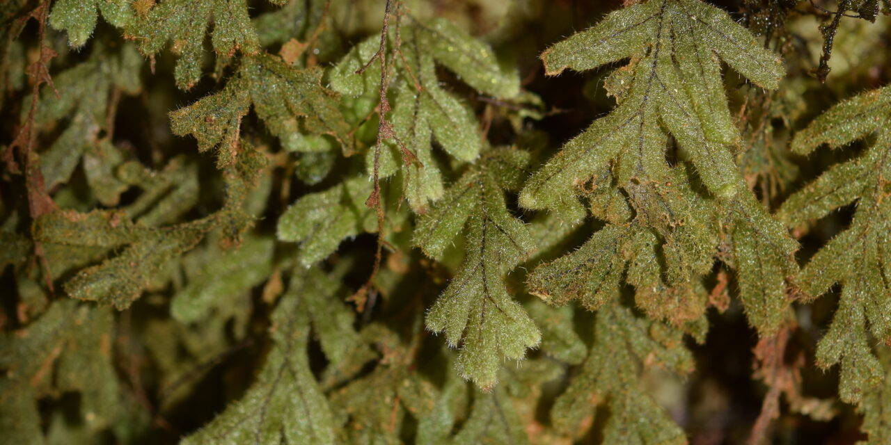 Hymenophyllum fragile