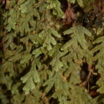 Hymenophyllum fragile