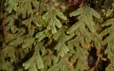 Hymenophyllum fragile