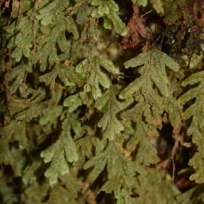 DSC_0228 (Hymenophyllum fragile)