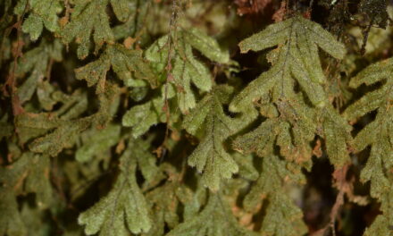 Hymenophyllum fragile