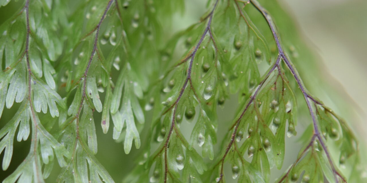 Hymenophyllum polyanthos