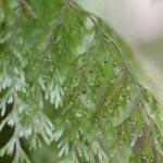 Hymenophyllum polyanthos