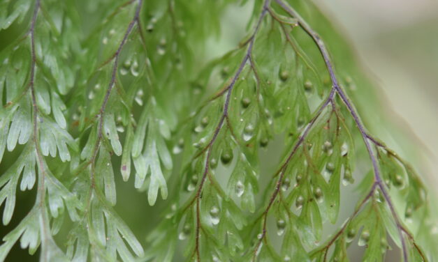 Hymenophyllum polyanthos