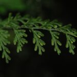 Hymenophyllum productum