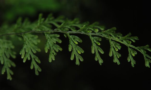 Hymenophyllum productum