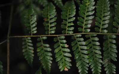 Diplazium schlechteri