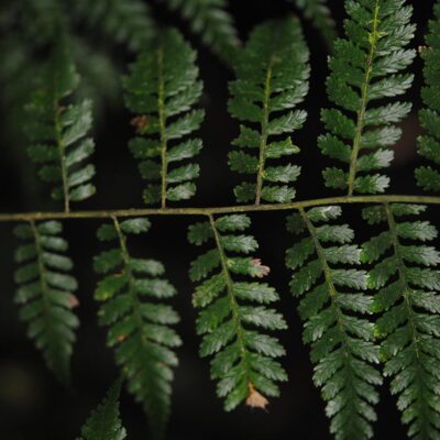 DSC_0323 (Diplazium schlechteri)