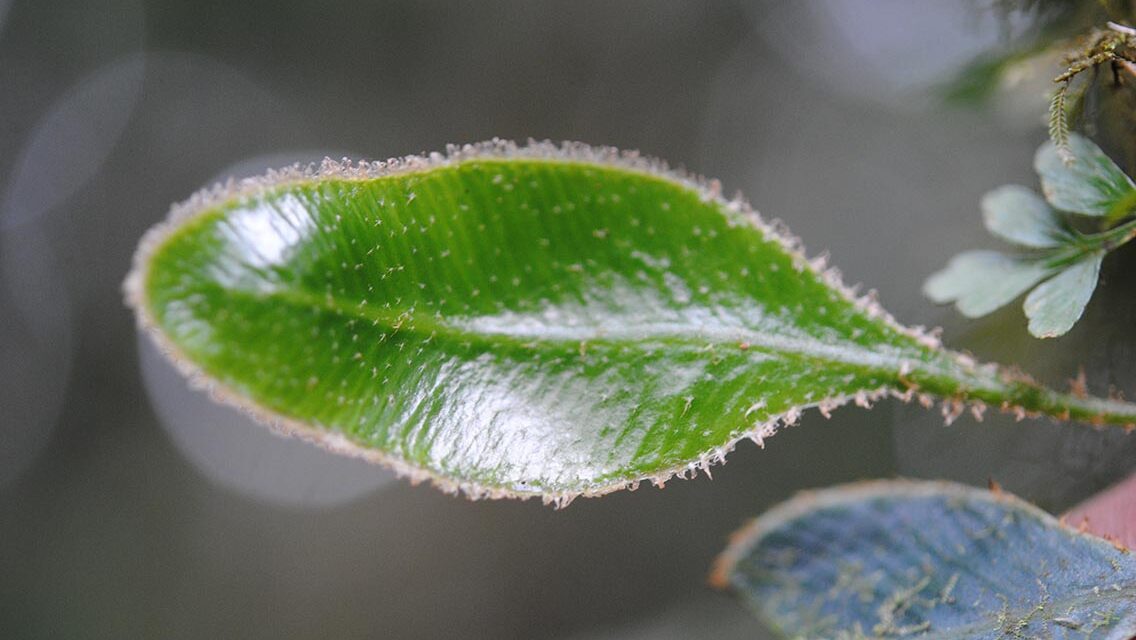 Elaphoglossum luzonicum