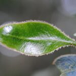 Elaphoglossum luzonicum