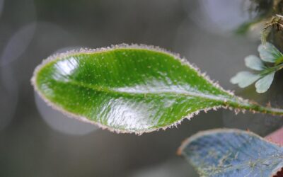 Elaphoglossum luzonicum