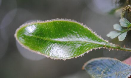 Elaphoglossum luzonicum