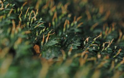 Callistopteris apiifolia