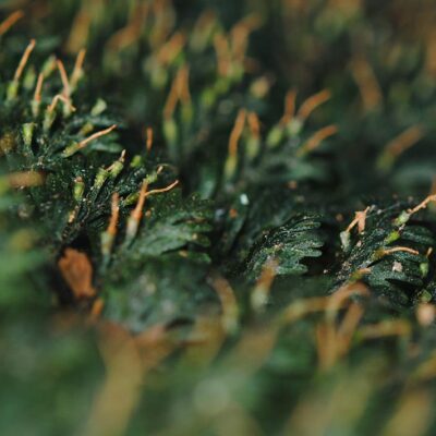 DSC_0505 (1) (Callistopteris apiifolia)