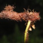 DSC_0606 (Goniophlebium subauriculatum)