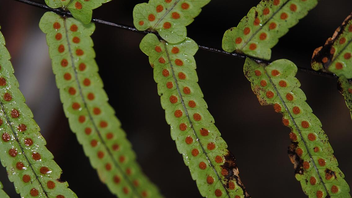 Goniophlebium subauriculatum