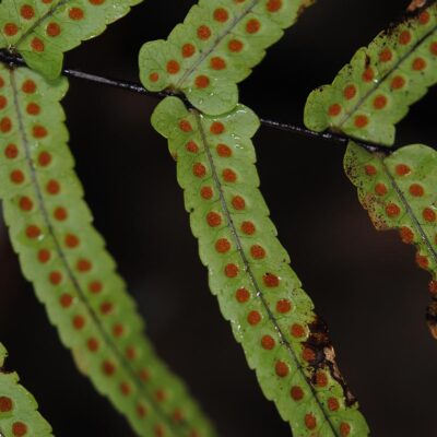 DSC_0671 (Goniophlebium subauriculatum)
