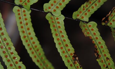 Goniophlebium subauriculatum