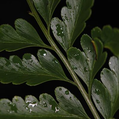 DSC_0687 (1) (Davallia solida)