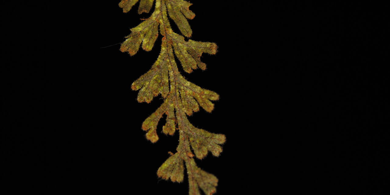 Hymenophyllum fragile