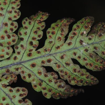 DSC_0883 (1) (Tectaria bamleriana)