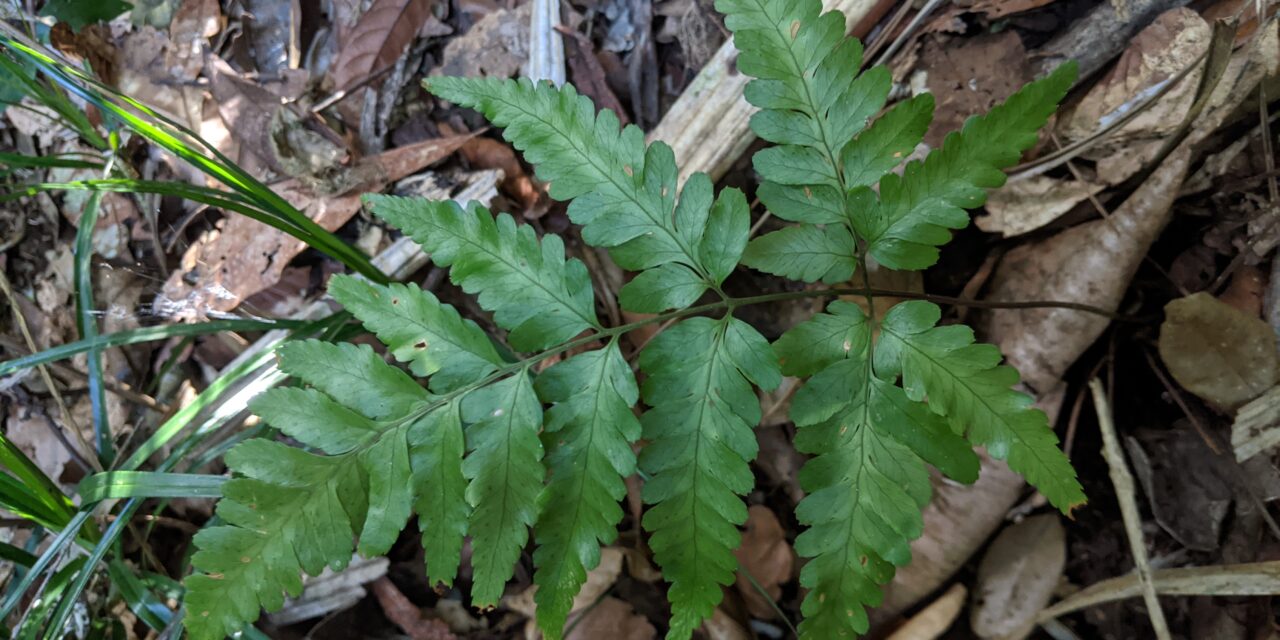 Queensland Indet., Lastreopsis?